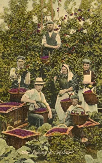Images Dated 15th December 2020: Plum picking at Evesham, Worcestershire
