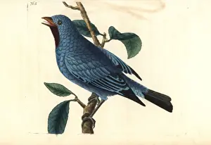 Thenaturalistsmiscellany Prints: Plum-throated cotinga, Cotinga maynana