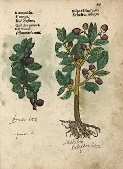 Domestica Collection: Plum tree, Prunus domestica, and siricote