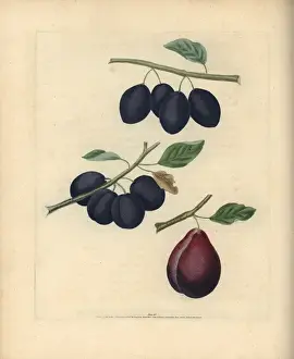 Plum varieties, Prunus domestica