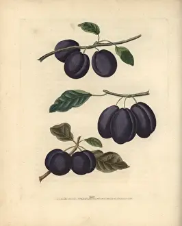 Plum varieties, Prunus domestica