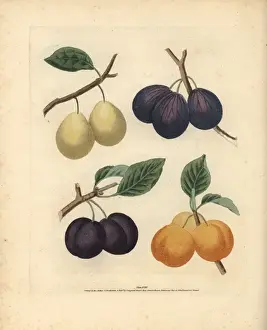 Plum varieties, Prunus domestica