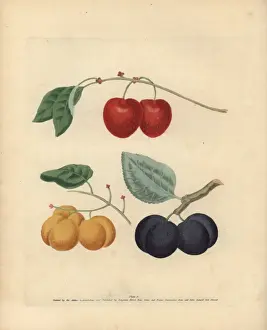 Plum varieties, Prunus domestica