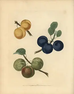 Plum varieties, Prunus domestica