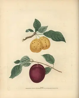 Plum varieties, Prunus domestica