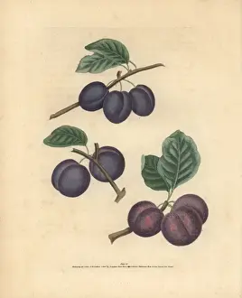 Plum varieties, Prunus domestica