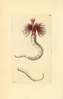 Plume Prints: Plume worm, Serpula vermicularis