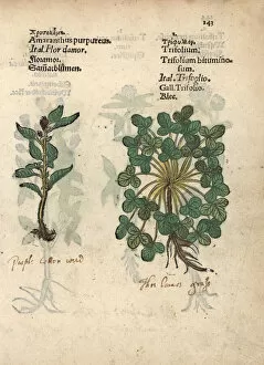 Amaranthus Gallery: Plumed cockscomb, Celosia argentea, and clover