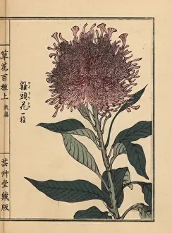 Gardenflower Prints: Plumed cockscomb variety, Celosia argentea