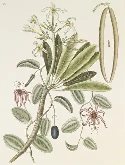 Plumeria sp. lei flower