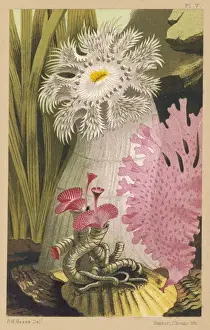 A Plumose Anemone