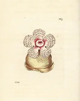 Plumose anemone, Metridium dianthus