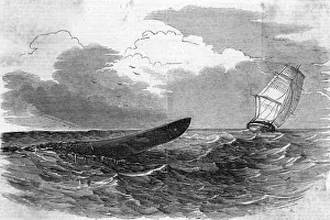 Images Dated 19th June 2018: PLUMPER SEA SERPENT