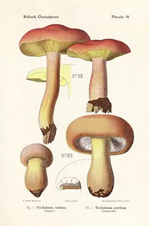 Plums and custard mushroom and bitter knight