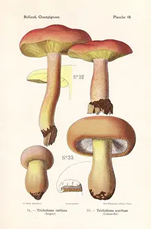 Plums and custard mushroom and bitter knight