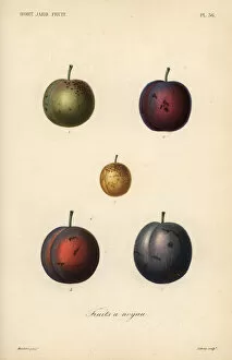 Plums and prunes, Prunus domestica
