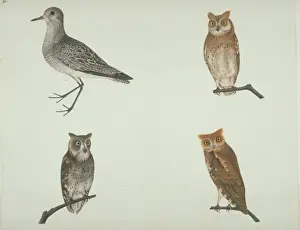 Charadriiformes Prints: Pluvalis squatarola, grey plover and other owls