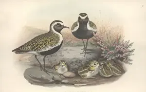 Charadriiformes Prints: Pluvialis apricaria, Eurasian golden plover