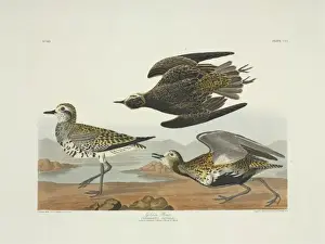 Plover Prints: Pluvialis dominica, American golden plover