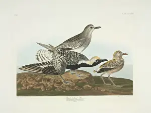 Plover Prints: Pluvialis squatarola, grey plover