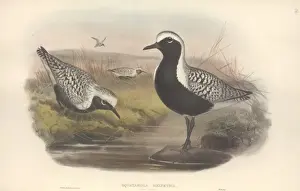 Pluvialis squatarola, grey plover