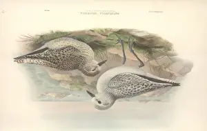 Plover Prints: Pluvialis squatrola, grey plover
