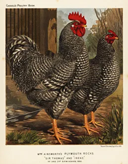 Breeding Collection: Plymouth Rock chickens