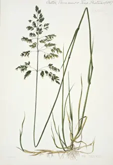 Poales Prints: Poa pratensis, smooth meadow-grass