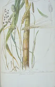 Potted Histories Prints: Poaceae: The Grass tribe, grasses used by humans