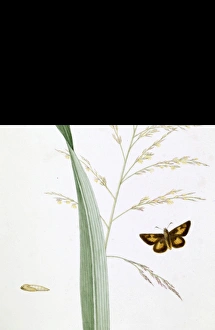 Skipper Collection: Poanes, broad grafs skipper butterfly