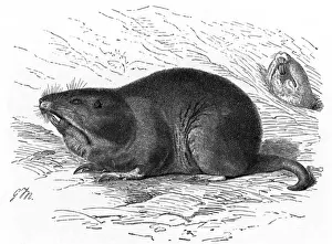 Pocket Gopher