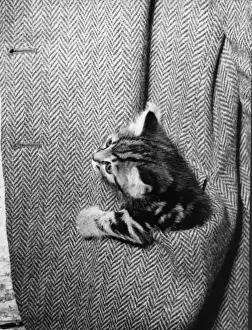 Pocket Kitten