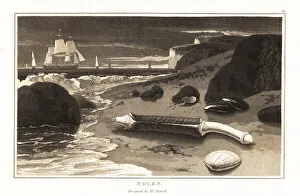 Conchology Prints: Pod razor shell, Ensis siliqua, on a beach