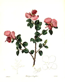 Nevitt Collection: Podalyria glauca