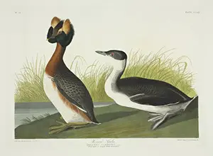 Podiceps Prints: Podiceps auritus, Slavonian grebe