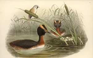 Podiceps auritus, Slavonian grebe, Panurus biamarus, bearded