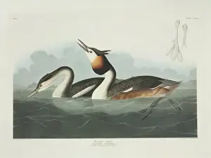 Podiceps cristatus, great crested grebe