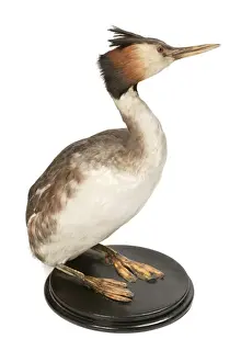 Podiceps cristatus, great crested grebe