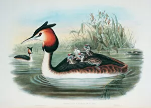 John Gould Gallery: Podiceps cristatus, great crested grebe