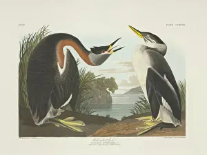 Necked Prints: Podiceps grisegena, red-necked grebe