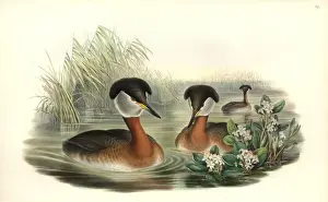 Podiceps grisegena, red-necked grebe