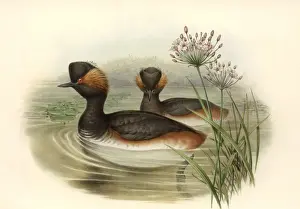 Podiceps nigricollis, black-necked grebe