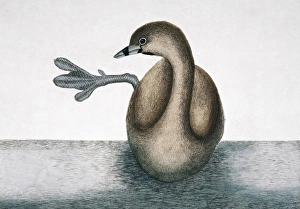 Mark Catesby Collection: Podilymbus podiceps, pied-billed grebe