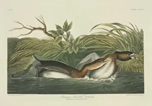 Podilymbus podiceps, pied-billed grebe