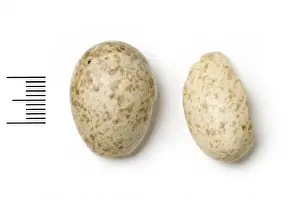 Eggshell Prints: Podoces pleskei, pleskes ground jay