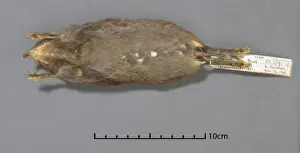 Rodent Prints: Podogymnura truei, Mindanao gymnure