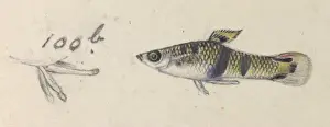 Poeciliidae sp. Guppy