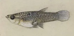 Guppy Prints: Poeciliidae sp. Guppy