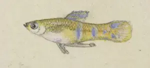 Poeciliidae sp. Guppy