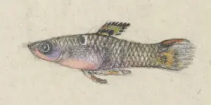 Poeciliidae sp. Guppy